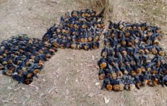 High Temperatures Killed The Bats In Sydney