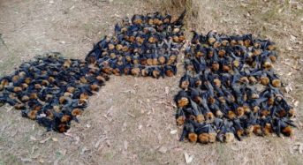 High Temperatures Killed The Bats In Sydney